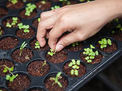 Saatlinge die gepflegt werden