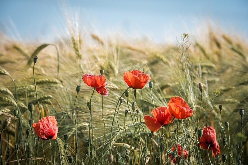 Feld mit Mohnblüten im Vordergrund